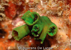 Vivid colour at Sodwana Bay by Louwrens De Lange 